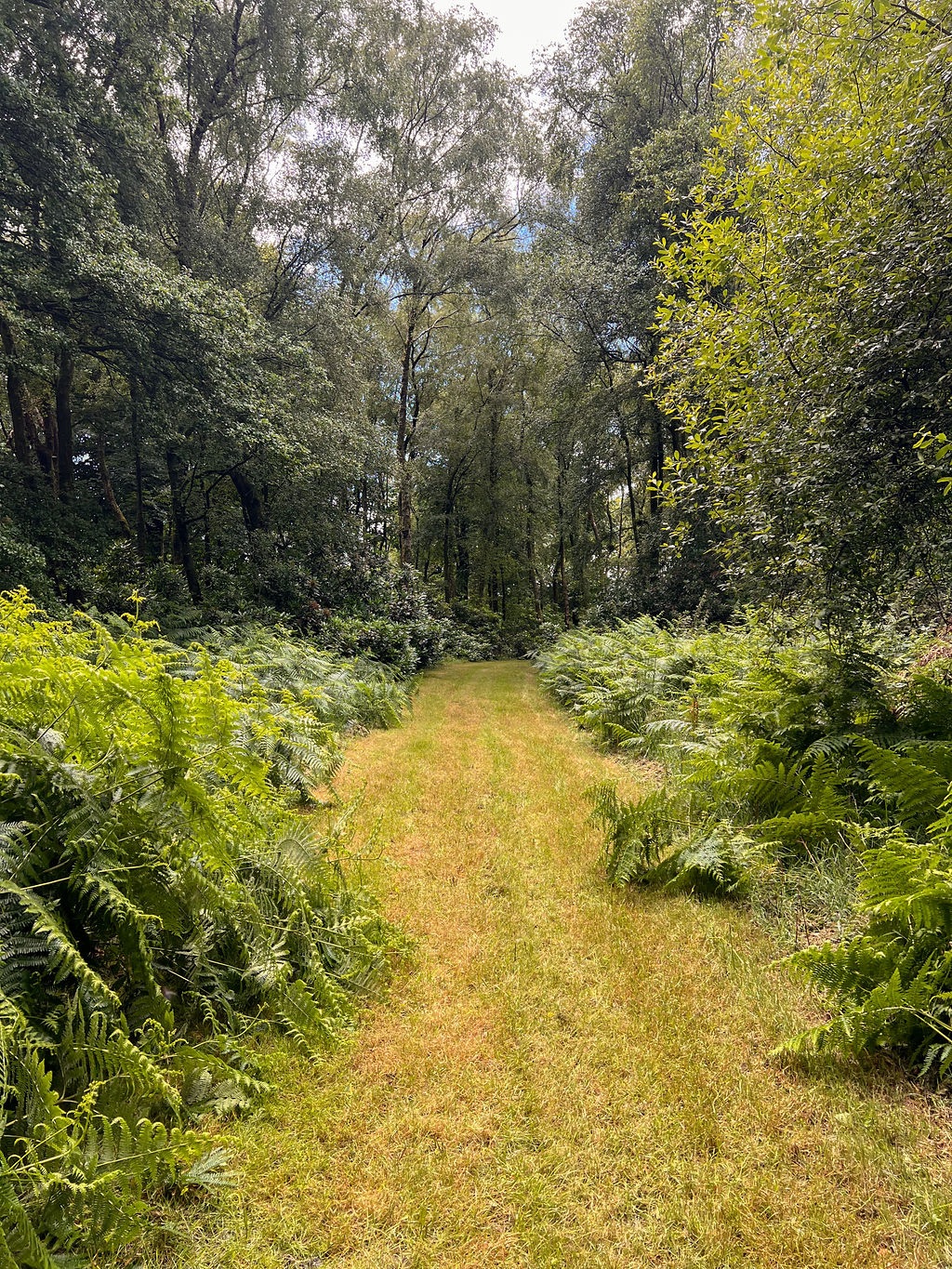 Gallery Item 4 for Hillfort Woodland Weddings